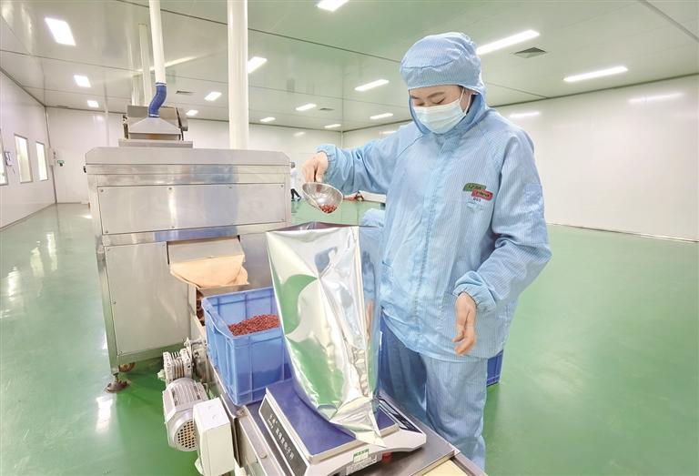 青海格尔木枸杞远销欧洲多国